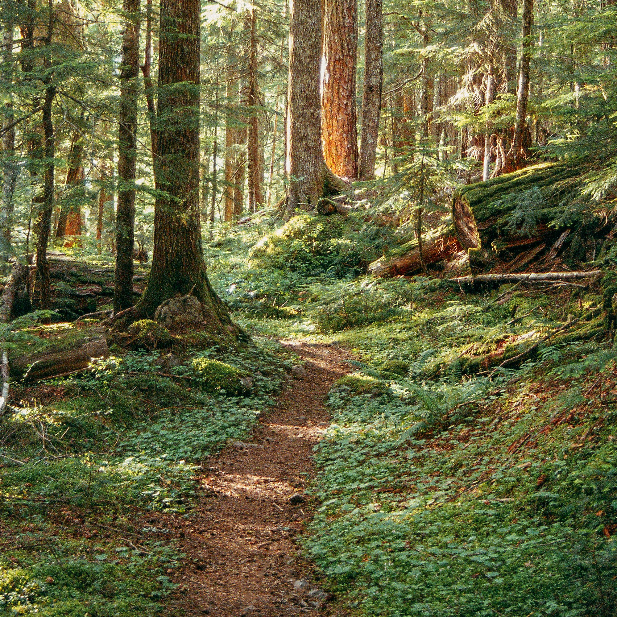 Pacific Northwest Wall Art Cottagecore Enchanted Forest Washington
